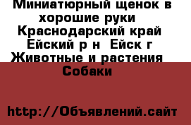 Миниатюрный щенок в хорошие руки - Краснодарский край, Ейский р-н, Ейск г. Животные и растения » Собаки   